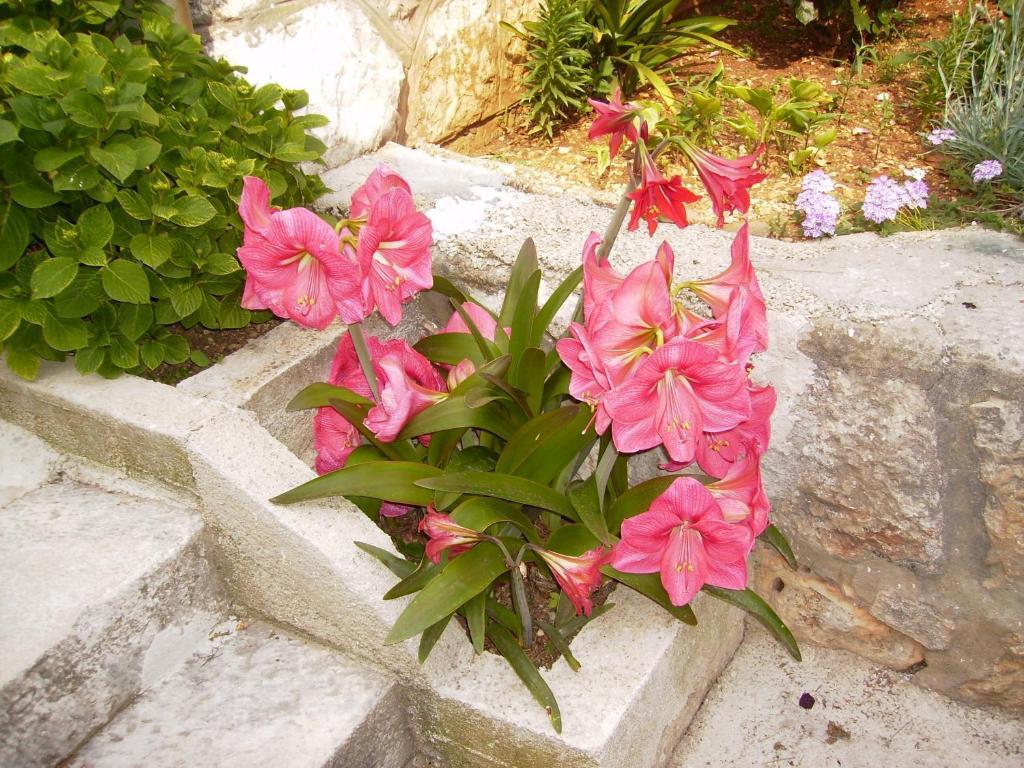 Flora * Dubrovnik