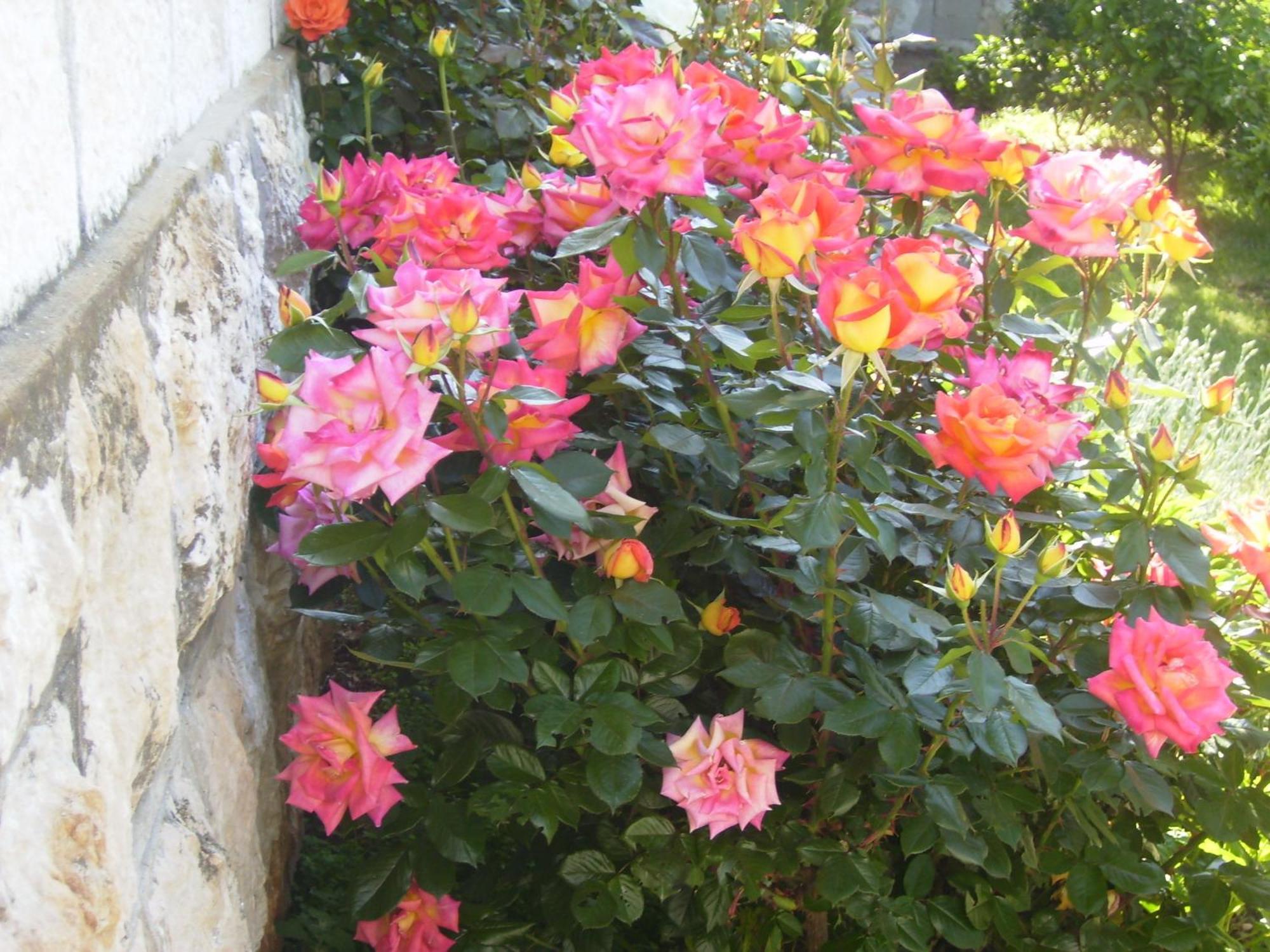 Apartamento Flora Dubrovnik